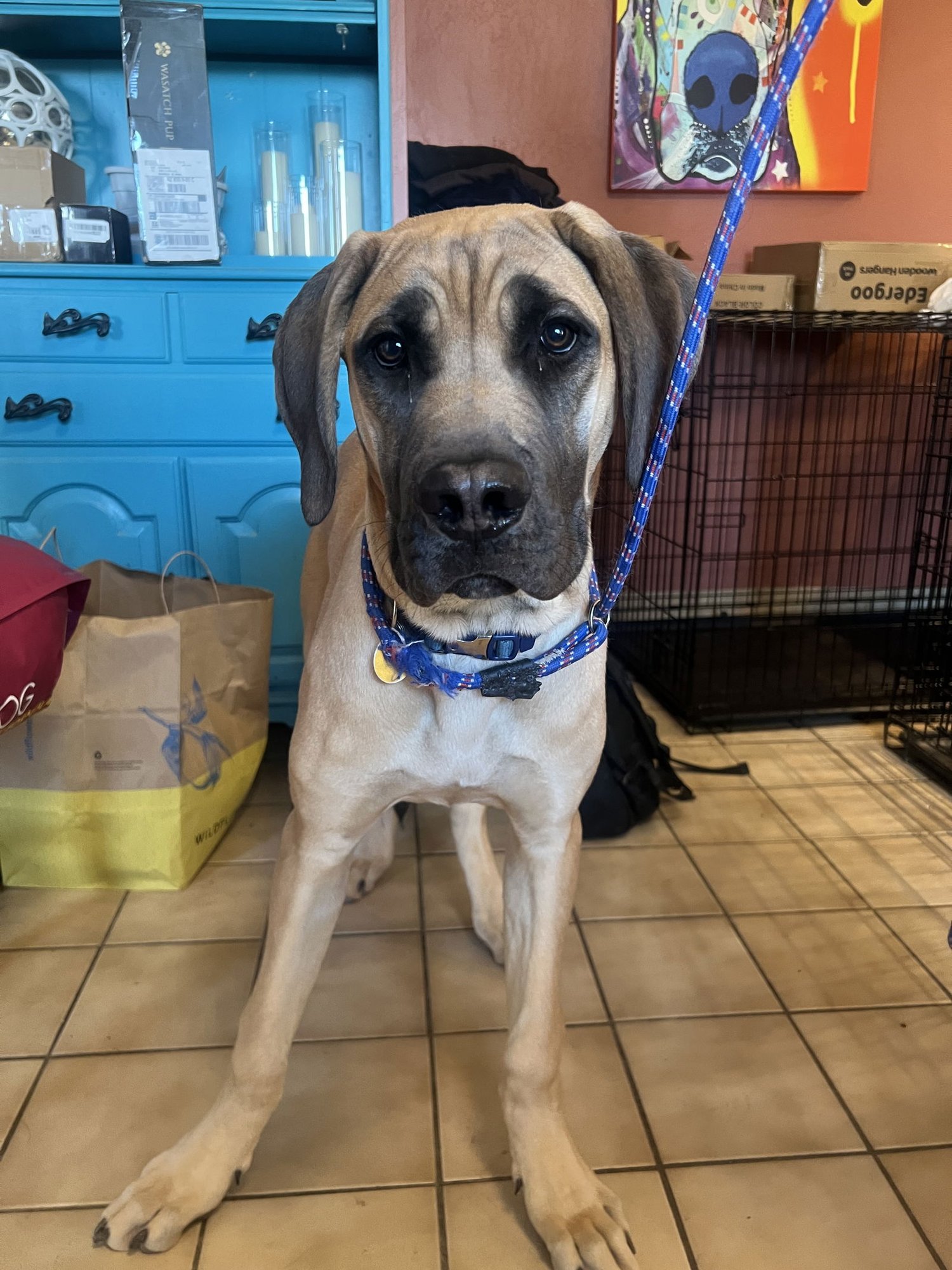 ELMO - English Mastiff / Great Dane available for adoption