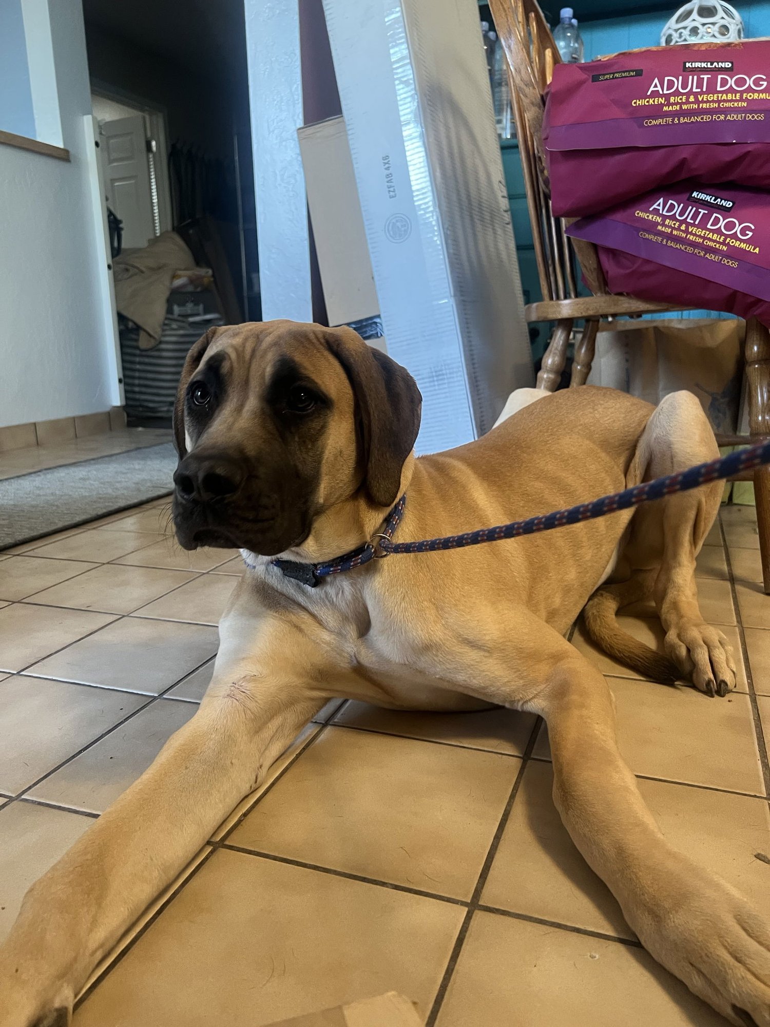 ELMO - English Mastiff / Great Dane available for adoption