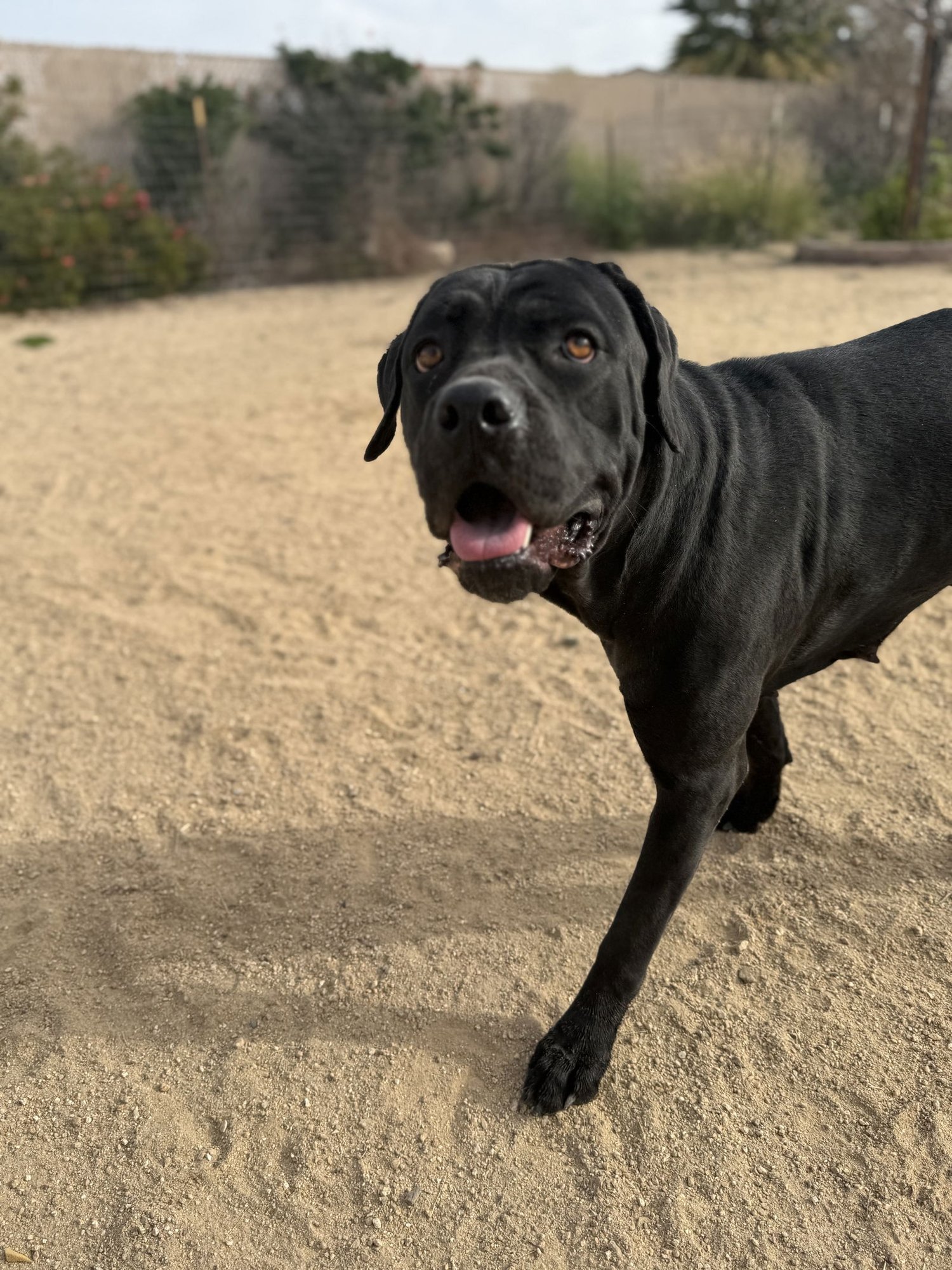 SAMI - Cane Corso Mastiff available for adoption