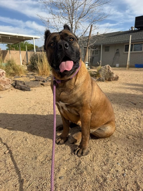 GUCCIANNA - Cane Corso Mastiff available for adoption