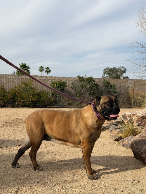 GUCCIANNA - Cane Corso Mastiff available for adoption