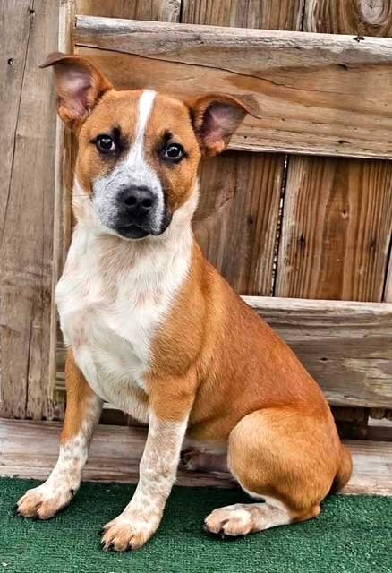 PUPPY ROCKY - Red Heeler available for adoption