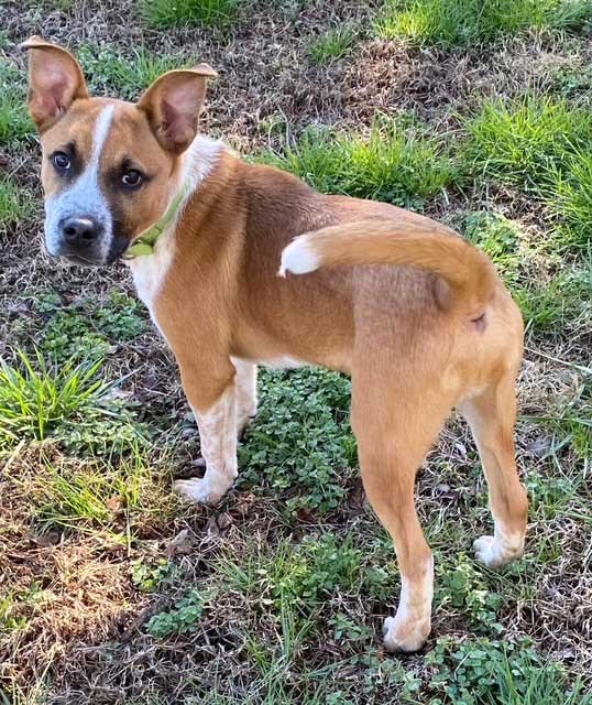 PUPPY ROCKY - Red Heeler available for adoption