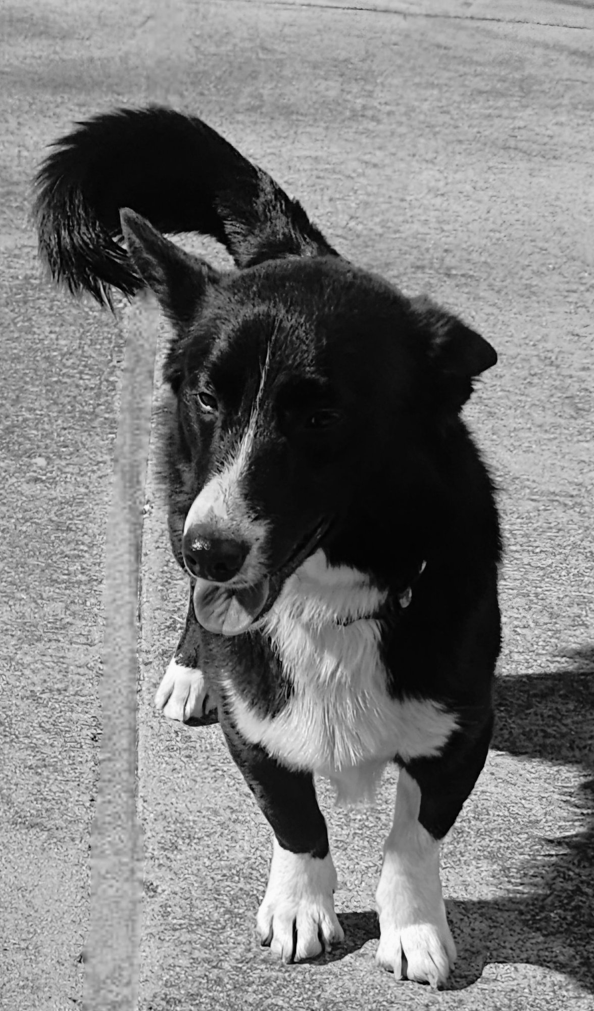 REX - Border Collie / Corgi available for adoption