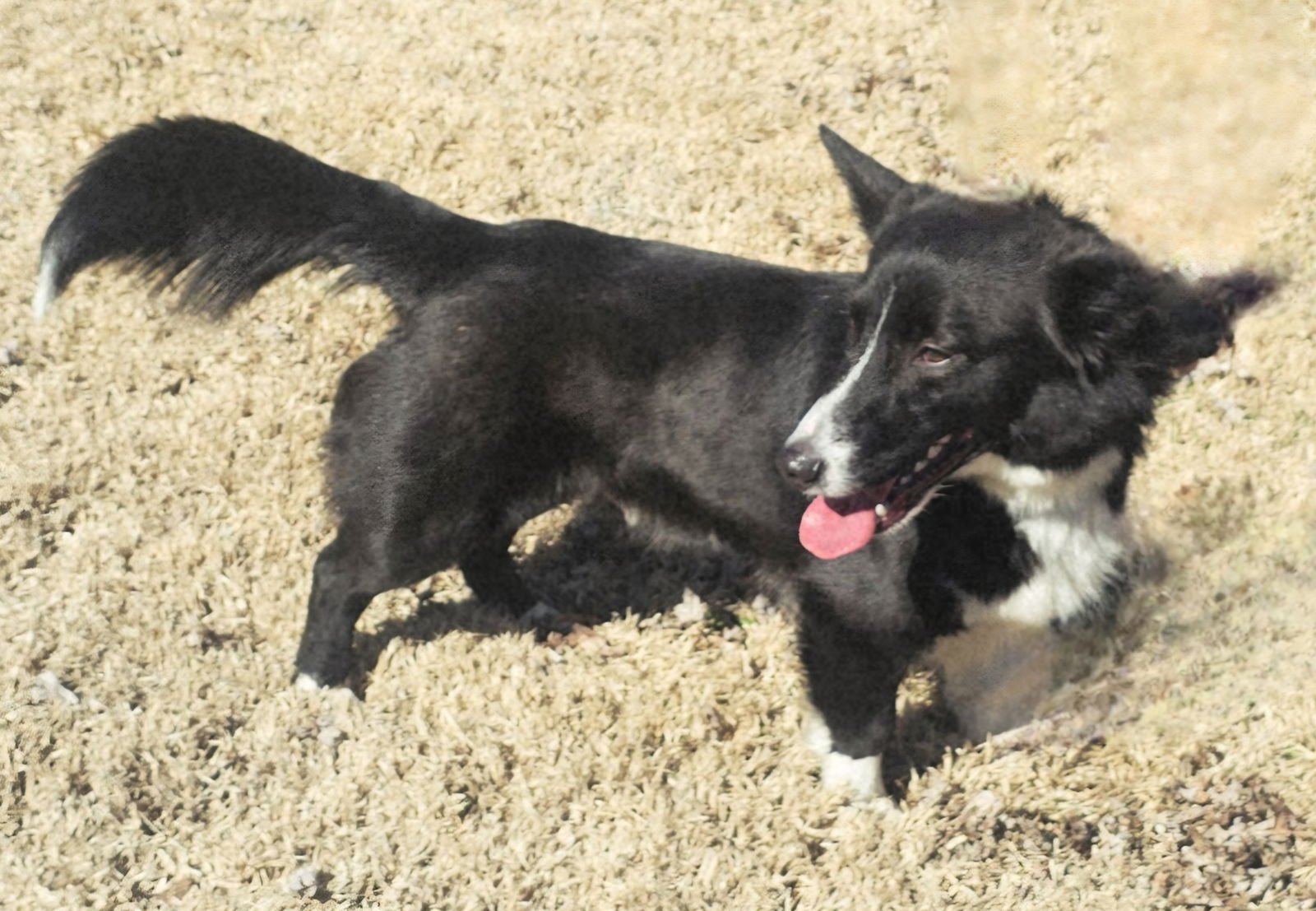 REX - Border Collie / Corgi available for adoption
