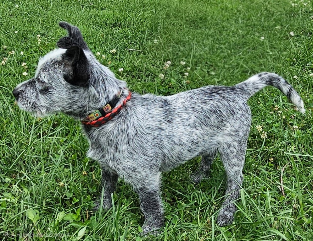 PUPPY OREO Image