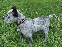 PUPPY OREO - Photo 1