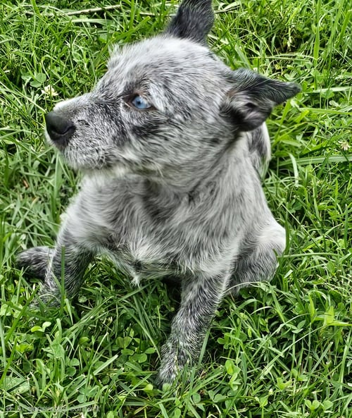 PUPPY OREO - Australian Cattle Dog/Blue Heeler available for adoption