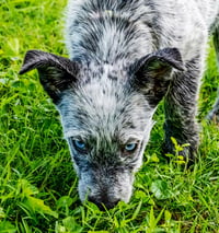 PUPPY OREO - Photo 3