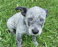 PUPPY OREO - Photo 4