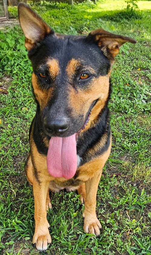 JOURNEY - German Shepherd Dog available for adoption