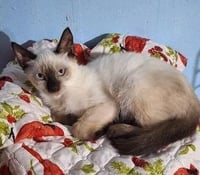 KITTEN MARCO - Photo 1