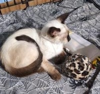 KITTEN MARCO - Photo 3