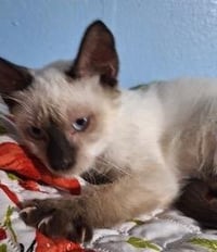 KITTEN MARCO - Photo 2