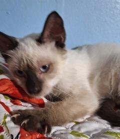 KITTEN MARCO - Siamese available for adoption