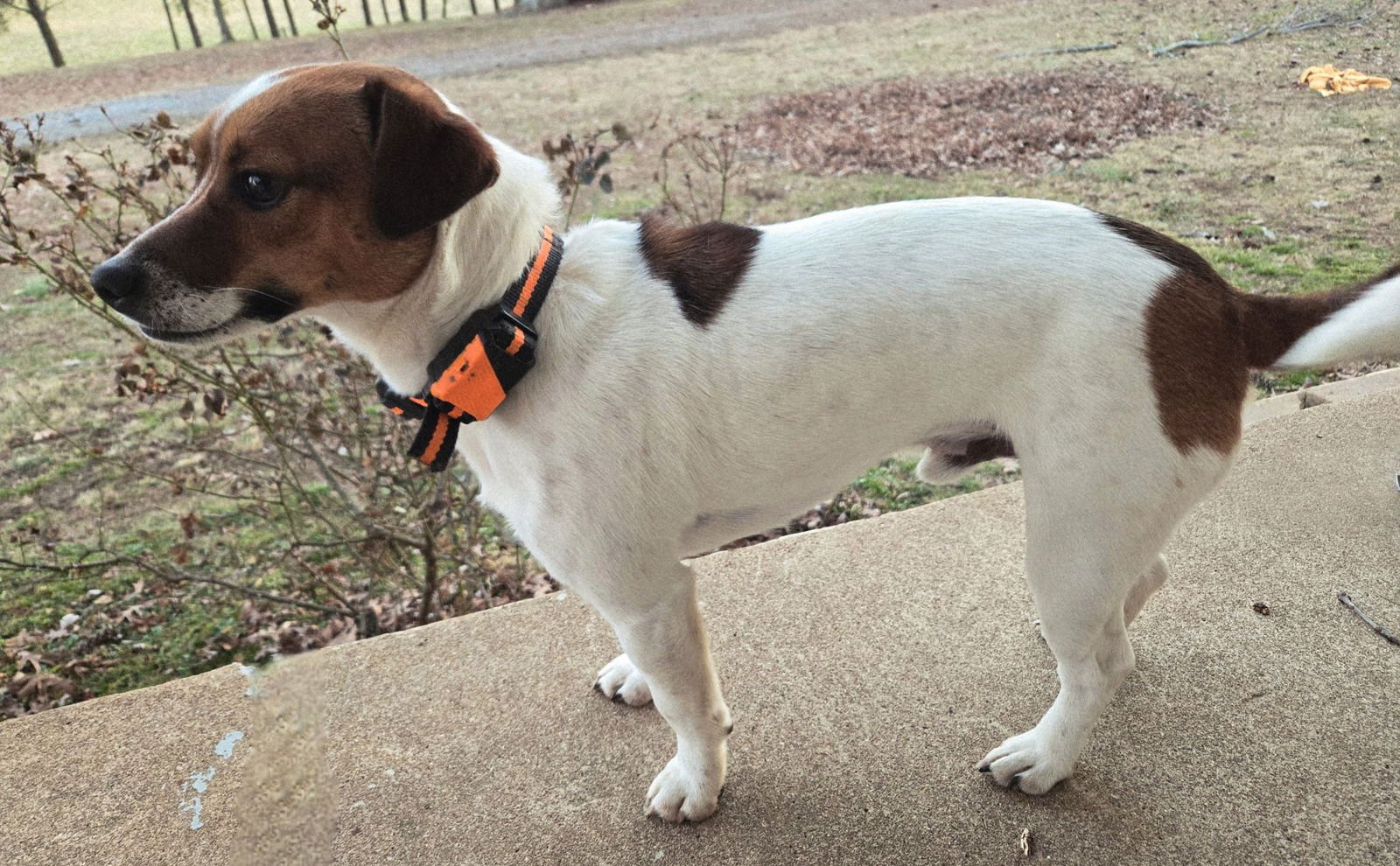 PATCHES  TINY 18 LBS.