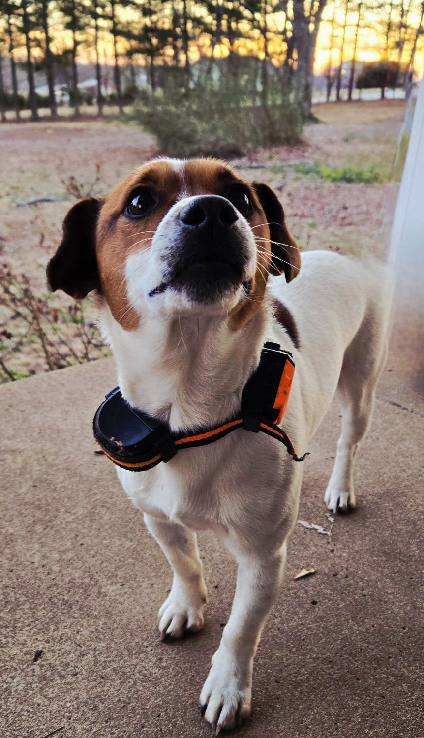 PATCHES  TINY 18 LBS. - Terrier / Dachshund available for adoption