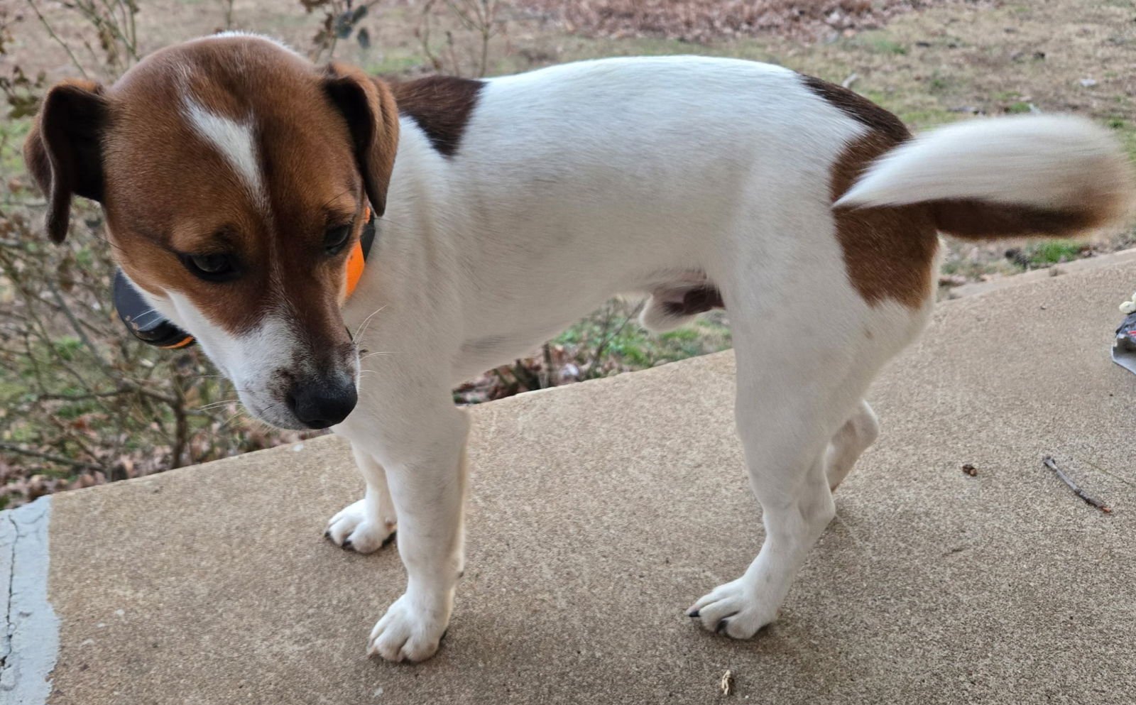 PATCHES  TINY 18 lbs. - Photo 3