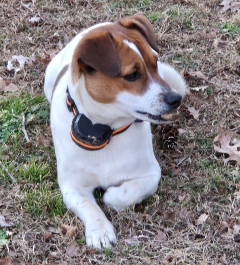 PATCHES  TINY 18 lbs. - Photo 4