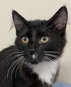 KITTEN FIGARO - Domestic Short Hair available for adoption