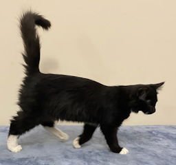 KITTEN FIGARO - Photo 3