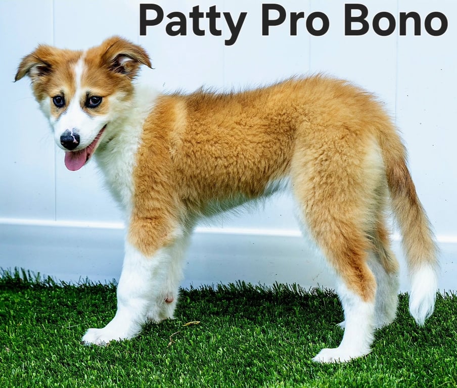 PUPPY PATTY PRO BONO Image