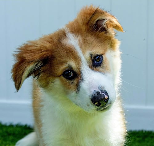 PUPPY PATTY PRO BONO - Australian Shepherd / Great Pyrenees available for adoption