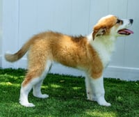 PUPPY PATTY PRO BONO - Photo 3