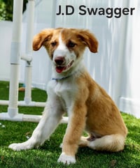 PUPPY JD SWAGGER - Photo 1