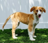 PUPPY JD SWAGGER - Photo 2