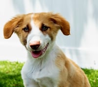 PUPPY JD SWAGGER - Photo 4