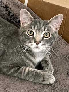 KITTEN MAX - Tabby available for adoption