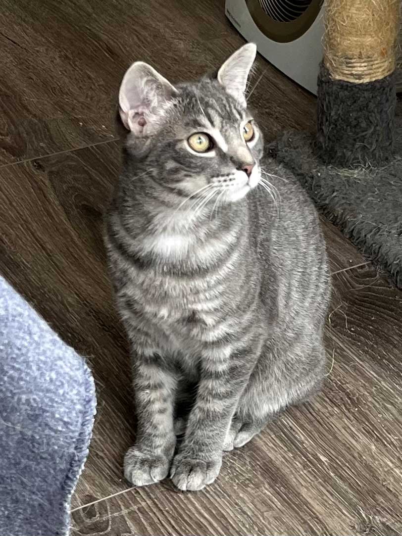 KITTEN MAX - Tabby available for adoption