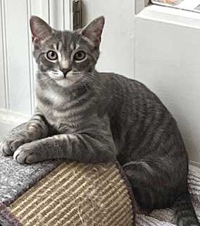 KITTEN MAX - Photo 3