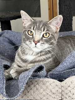 KITTEN MAX - Photo 4