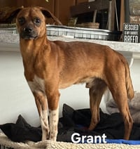GRANT - Photo 3