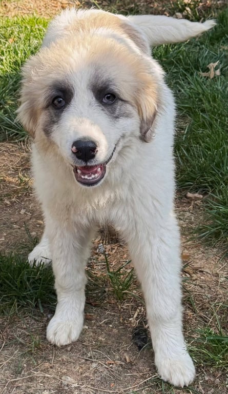 PUPPY SWEETHEART Image