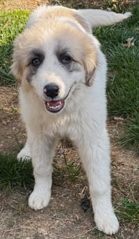 PUPPY SWEETHEART - Photo 1