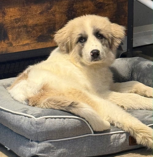 PUPPY SWEETHEART - Great Pyrenees available for adoption
