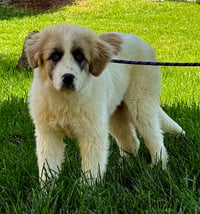 PUPPY SWEETHEART - Photo 3