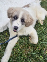 PUPPY SWEETHEART - Photo 4