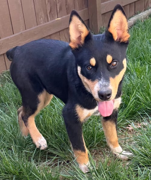PUPPY BARNABY - Cattle Dog available for adoption