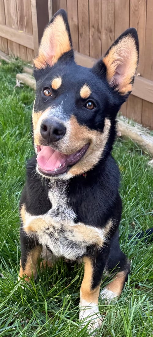 PUPPY BARNABY - Cattle Dog available for adoption