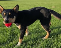 PUPPY BARNABY - Photo 3