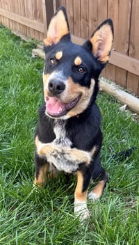 PUPPY BARNABY - Photo 4