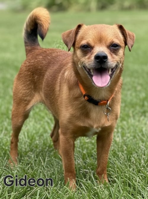 GIDEON - Pug / Beagle available for adoption