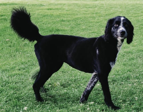 MARLEY GIRL - Australian Shepherd / Poodle (Standard) available for adoption