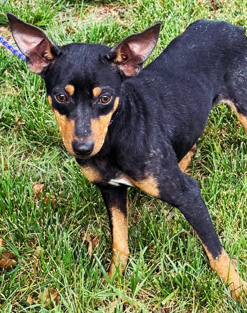 TREY - Miniature Pinscher available for adoption