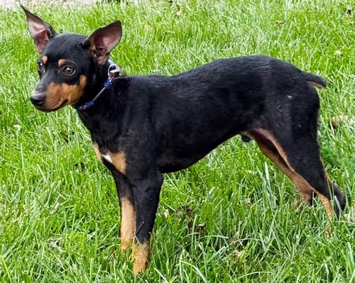 TREY - Miniature Pinscher available for adoption