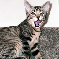 KITTEN BABY SQUIRREL - Photo 3